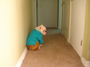 unhappy_dog